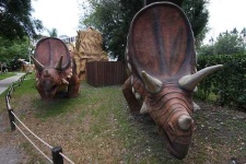 image of triceratops