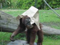 image of orangutan