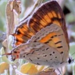 image of animal