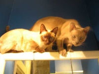 image of siamese_cat #23