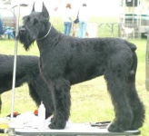 image of giant_schnauzer #9