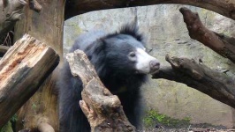 image of sloth_bear