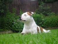 image of american_staffordshire_terrier #12