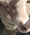 image of animal