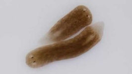 image of parasitic_flatworms