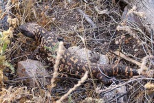 image of gila_monster