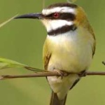 image of white_throated_bee_eater #23