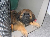 image of animal