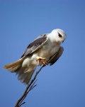 image of kite