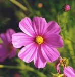 image of flower