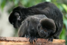 image of marmoset
