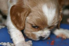 image of blenheim_spaniel