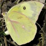 image of animal