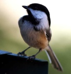 image of chickadee