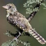 image of bird