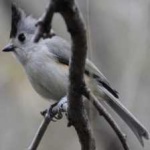 image of bird