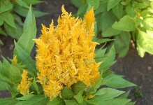 image of flower