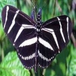 image of animal