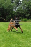 image of malinois