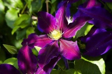 image of clematis #22