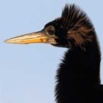 image of bird