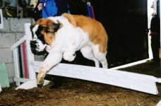 image of saint_bernard