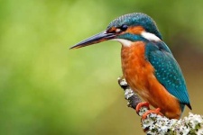 image of kingfisher