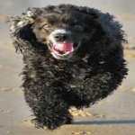 image of animal