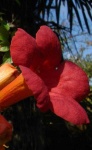 image of flower