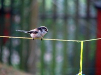 image of animal