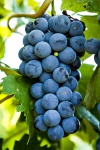 image of grapes #17