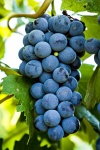 image of fruit_and_vegetable