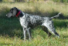 image of german_short_haired_pointer