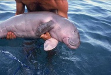 image of dugong
