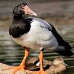 image of bird