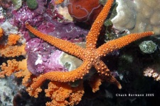image of starfish