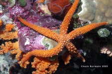 image of starfish #4