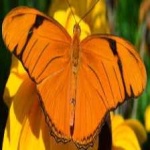 image of animal