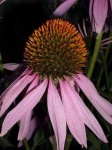 image of flower