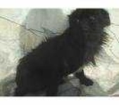 image of affenpinscher