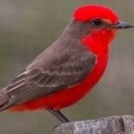 image of bird