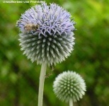image of flower
