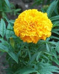 image of flower