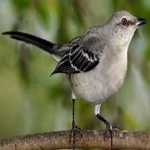 image of bird