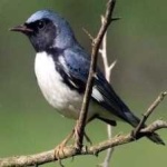 image of bird