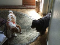 image of blenheim_spaniel