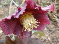 image of flower