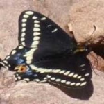 image of animal