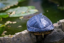 image of animal
