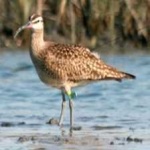 image of whimbrel #27